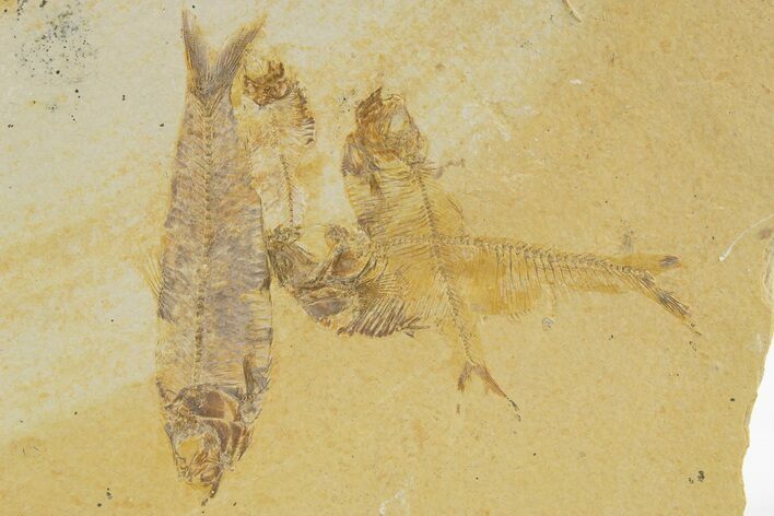 Plate of Four Fossil Fish (Diplomystus & Knightia) - Wyoming #331081